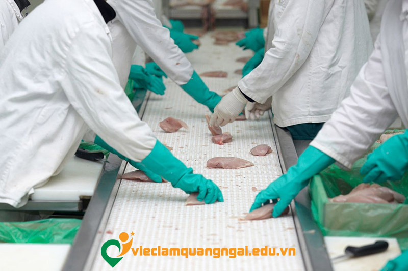 Tổng quan thị trường việc làm thủy sản Quảng Ngãi