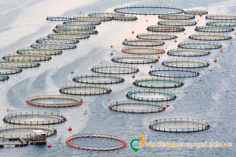 Việc làm thủy sản.