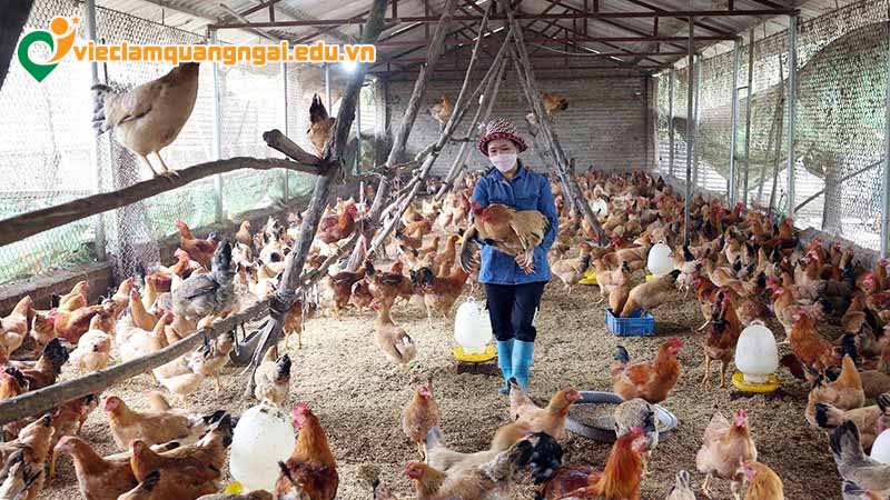 Các kỹ năng khi ứng tuyển việc làm nông nghiệp tại Quảng Ngãi