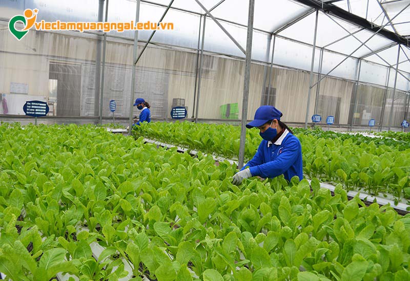 Lao động chăm sóc, thu hoạch nông sản tại Quảng Ngãi