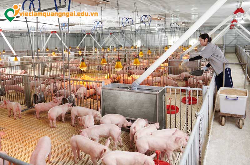 Lao động chăn nuôi gia súc ở Quảng Ngãi