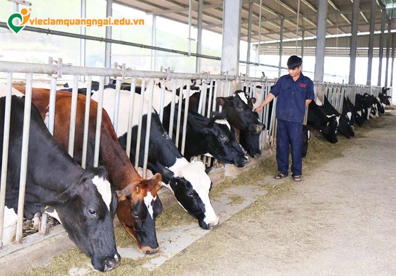 Nhu cầu lao động trong chăn nuôi