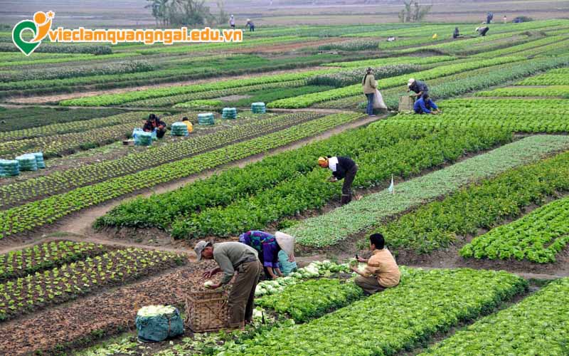 Tuyển dụng lao động nông nghiệp tại Quảng Ngãi