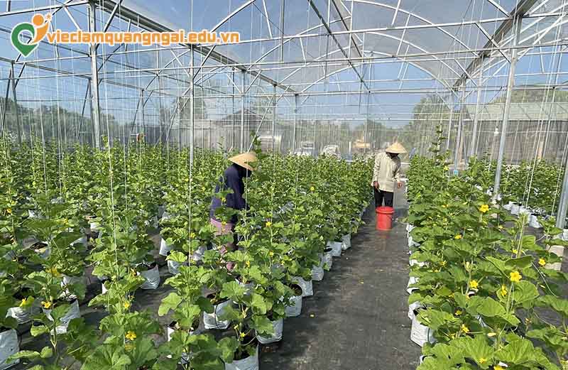 Việc làm nông nghiệp gắn liền với mô hình sản xuất mới